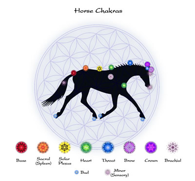chakras - horse